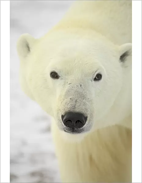 Polar bear (Thalarctos maritimus), Churchill, Manitoba, Canada, North America
