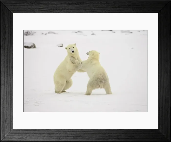 Framed Print : Two polar bears (Thalarctos maritimus) playing, Churchill, Manitoba, Canada Framed Print : Two polar bears (Thalarctos maritimus) playing, Churchill, Manitoba, Canada
