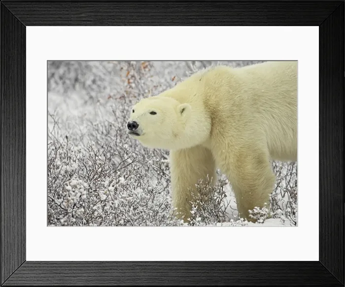 Framed Print : Polar bear (Thalarctos maritimus) standing among willow, Churchill, Manitoba Framed Print : Polar bear (Thalarctos maritimus) standing among willow, Churchill, Manitoba