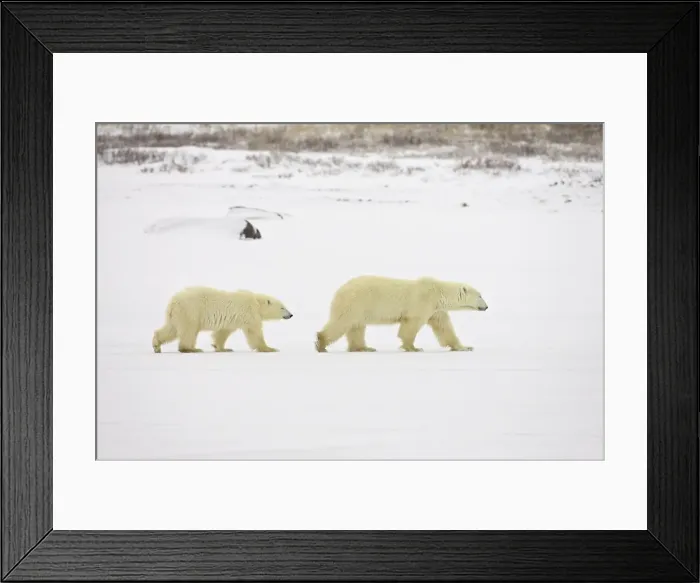 Framed Print : Polar bears (Thalarctos maritimus), mother walking with cub, Churchill Framed Print : Polar bears (Thalarctos maritimus), mother walking with cub, Churchill
