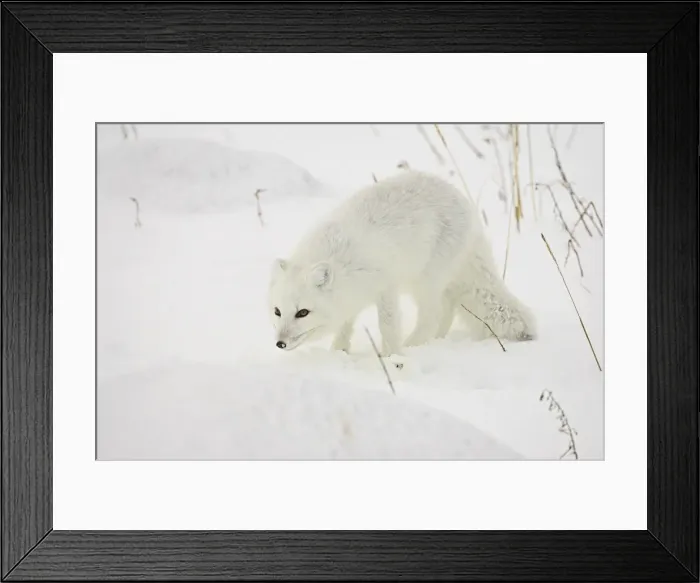 Framed Print : Arctic fox (Alopex lagopus) in snow, Churchill, Manitoba, Canada, North America Framed Print : Arctic fox (Alopex lagopus) in snow, Churchill, Manitoba, Canada, North America