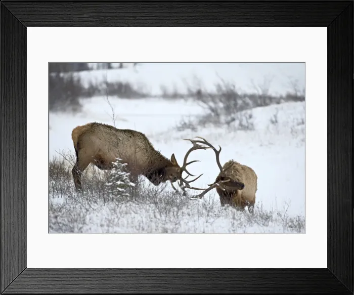 Framed Print : Two bull elk (Cervus canadensis) sparring in the snow, Jasper National Park Framed Print : Two bull elk (Cervus canadensis) sparring in the snow, Jasper National Park