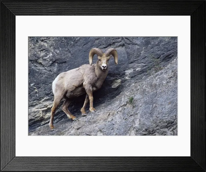Framed Print : Male bighorn sheep (Ovis canadensis), Banff National Park, Alberta, Canada, North America Framed Print : Male bighorn sheep (Ovis canadensis), Banff National Park, Alberta, Canada, North America