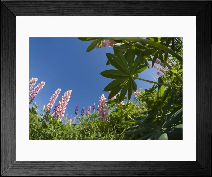 Framed Print : Lupins, Gaspe, Gaspe Peninsula, province of Quebec, Canada, North America Framed Print : Lupins, Gaspe, Gaspe Peninsula, province of Quebec, Canada, North America
