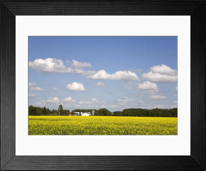 Framed Print : Canola field south of Winnipeg, Manitoba, Canada, North America Framed Print : Canola field south of Winnipeg, Manitoba, Canada, North America