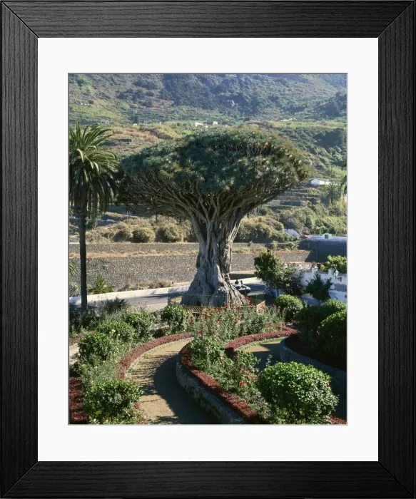 Framed Print : Dragon tree, Icod, Tenerife, Canary Islands, Spain, Atlantic, Europe Framed Print : Dragon tree, Icod, Tenerife, Canary Islands, Spain, Atlantic, Europe