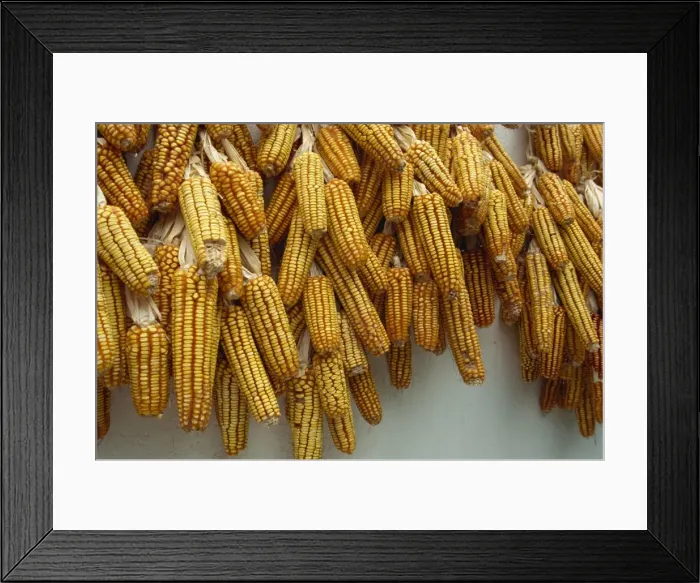 Framed Print : Corn drying near Hermigua, La Gomera, Canary Islands, Spain, Atlantic, Europe
