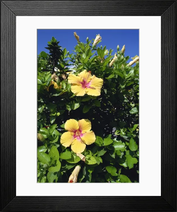 Framed Print : Hibiscus flowers, Hotel Tecini, Santiago, La Gomera, Canary Islands, Atlantic