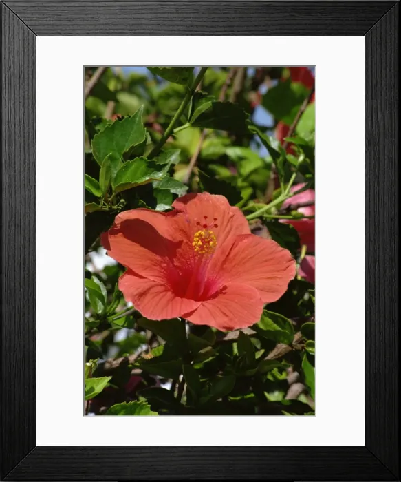 Framed Print : Hibiscus flower, Hotel Tecini, Santiago, La Gomera, Canary Islands, Atlantic Framed Print : Hibiscus flower, Hotel Tecini, Santiago, La Gomera, Canary Islands, Atlantic