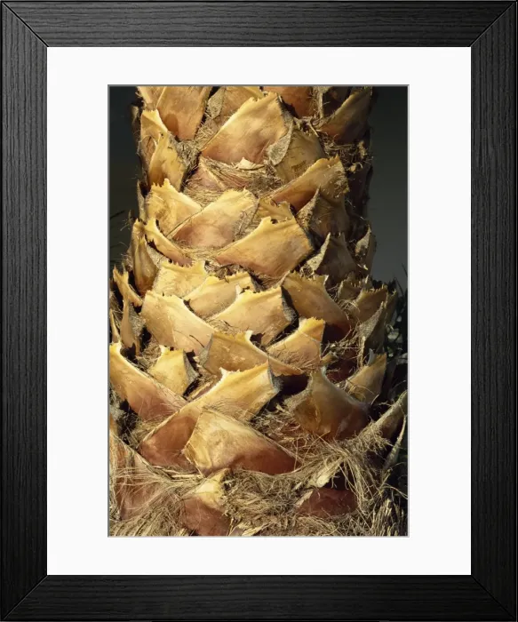 Framed Print : Close-up of stem of palm tree, Santiago, La Gomera, Canary Islands, Spain, Europe Framed Print : Close-up of stem of palm tree, Santiago, La Gomera, Canary Islands, Spain, Europe