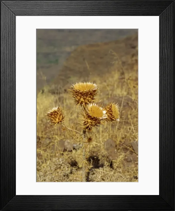 Framed Print : Plant in area between Alajero and Erquito, La Gomera, Canary Islands, Spain, Europe Framed Print : Plant in area between Alajero and Erquito, La Gomera, Canary Islands, Spain, Europe