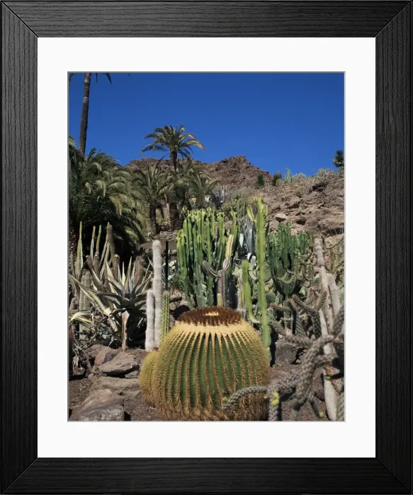 Framed Print : Cacti, Palmitos Ornithological Park, Maspalomas, Gran Canaria, Canary Islands