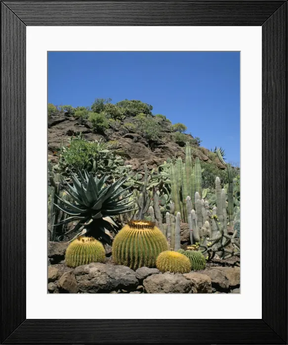Framed Print : Cacti, Palmitos Park, Gran Canaria, Canary Islands, Spain, Europe Framed Print : Cacti, Palmitos Park, Gran Canaria, Canary Islands, Spain, Europe