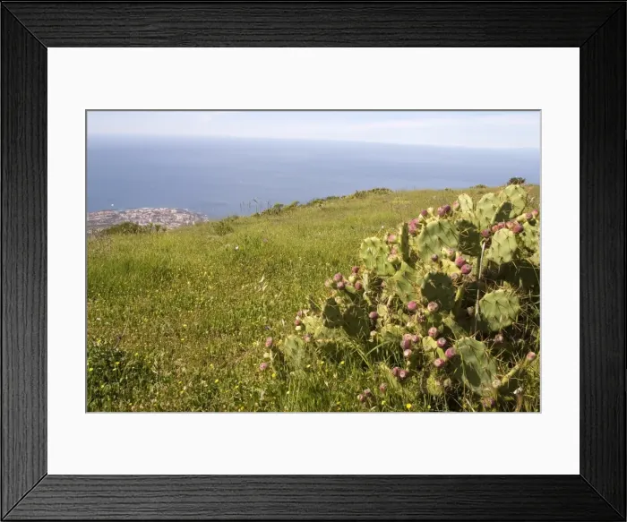 Framed Print : El Roque and succulent vegetation, with Playa de las Americas resort in the background Framed Print : El Roque and succulent vegetation, with Playa de las Americas resort in the background