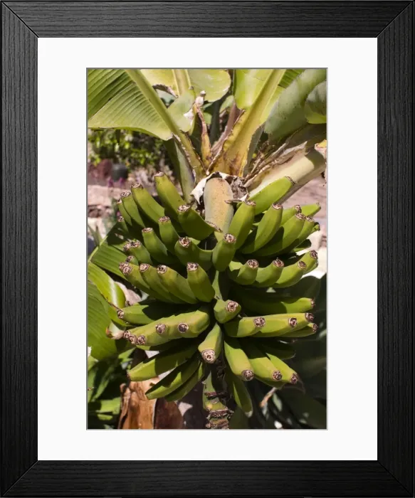 Framed Print : Unripe bananas, Tenerife, Canary Islands, Spain, Europe Framed Print : Unripe bananas, Tenerife, Canary Islands, Spain, Europe