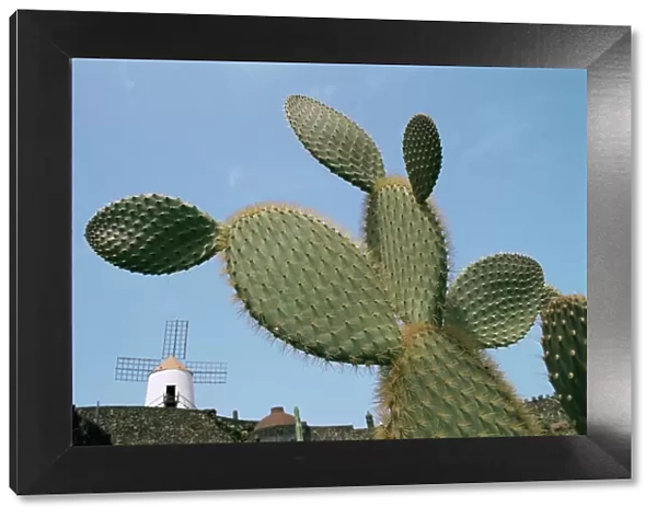 Jardin de Cactus near Guatiza, Lanzarote, Canary Islands, Spain, Europe