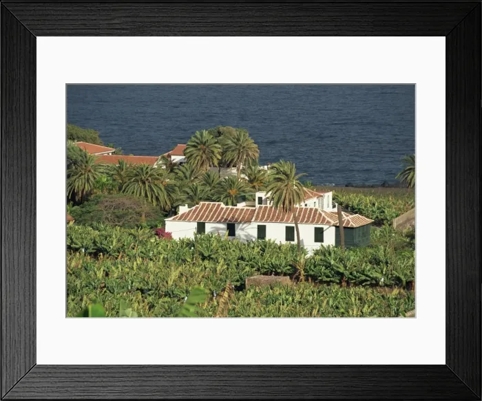 Framed Print : Banana plantation, Tenerife, Canary Islands, Spain, Atlantic, Europe Framed Print : Banana plantation, Tenerife, Canary Islands, Spain, Atlantic, Europe