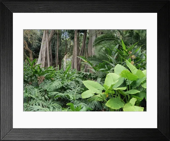 Framed Print : Botanical Gardens, Puerto de la Cruz, Tenerife, Canary Islands, Spain, Europe Framed Print : Botanical Gardens, Puerto de la Cruz, Tenerife, Canary Islands, Spain, Europe
