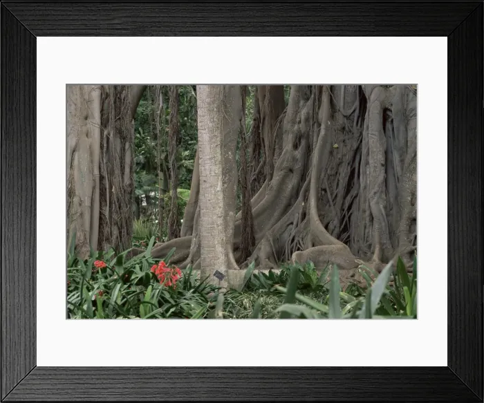 Framed Print : Botanical Garden, Puerto de la Cruz, Tenerife, Canary Islands, Spain, Europe Framed Print : Botanical Garden, Puerto de la Cruz, Tenerife, Canary Islands, Spain, Europe