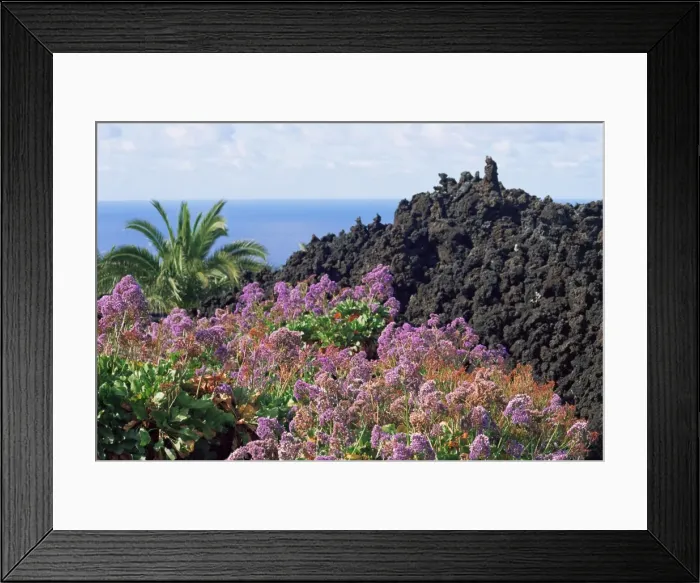 Framed Print : Roadside flowers, La Palma, Canary Islands, Spain, Europe Framed Print : Roadside flowers, La Palma, Canary Islands, Spain, Europe