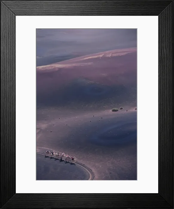 Framed Print : Aerial view of people riding camels in volcanic desert, Parque Nacional de Timanfaya Framed Print : Aerial view of people riding camels in volcanic desert, Parque Nacional de Timanfaya