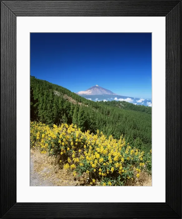 Framed Print : Mount Teide and pine trees from Mirador Ortuno, Parque Nacional del Teide Framed Print : Mount Teide and pine trees from Mirador Ortuno, Parque Nacional del Teide