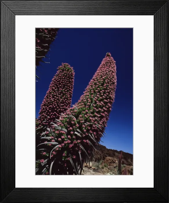 Framed Print : Tajiste rojo in bloom, Parque Nacional del Teide, Tenerife, Canary Islands Framed Print : Tajiste rojo in bloom, Parque Nacional del Teide, Tenerife, Canary Islands