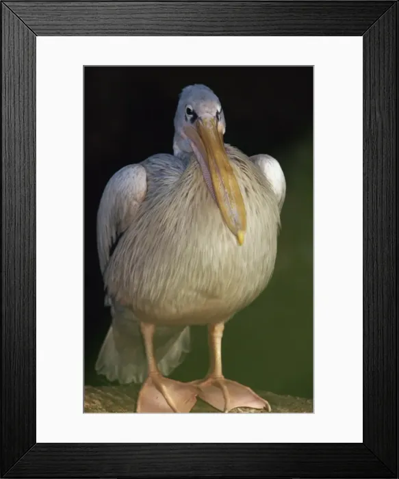 Framed Print : Close-up of a pelican, Loro Park, Puerto de la Cruz, Tenerife, Canary Islands Framed Print : Close-up of a pelican, Loro Park, Puerto de la Cruz, Tenerife, Canary Islands