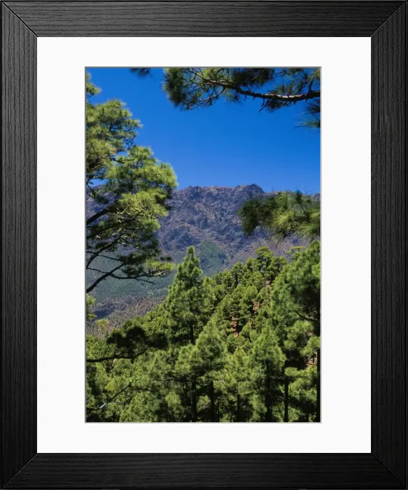 Framed Print : Pine trees near El Mirador de la Cumbrecita, Parque Nacional de la Caldera de Taburiente Framed Print : Pine trees near El Mirador de la Cumbrecita, Parque Nacional de la Caldera de Taburiente