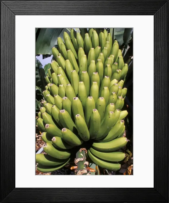 Framed Print : Bananas, Platanos Canarios, La Palma, Canary Islands, Spain, Atlantic, Europe Framed Print : Bananas, Platanos Canarios, La Palma, Canary Islands, Spain, Atlantic, Europe