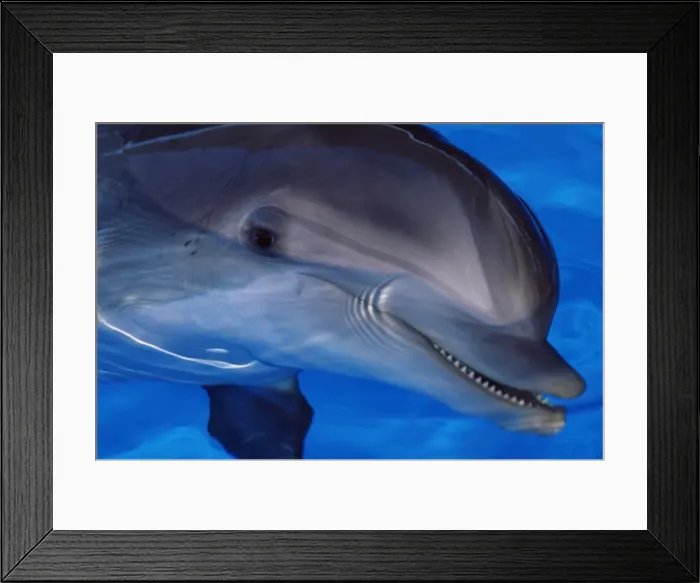 Framed Print : Close-up of a dolphin, Loro Parque, Puerto de la Cruz, Tenerife, Canary Islands Framed Print : Close-up of a dolphin, Loro Parque, Puerto de la Cruz, Tenerife, Canary Islands
