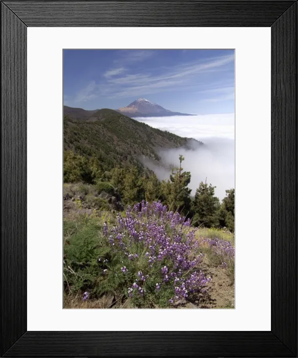 Framed Print : Mount Teide (Pico de Teide), Tenerife, Canary Islands, Spain Framed Print : Mount Teide (Pico de Teide), Tenerife, Canary Islands, Spain