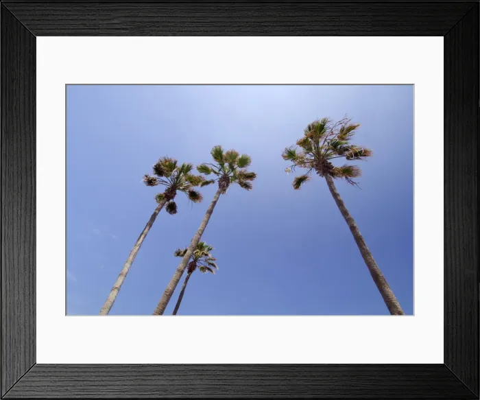 Framed Print : Palm trees, Playa de las Americas, Tenerife, Canary Islands, Spain Framed Print : Palm trees, Playa de las Americas, Tenerife, Canary Islands, Spain