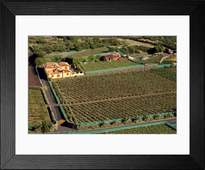 Framed Print : Vineyard near Santiago del Teide, Tenerife, Canary Islands, Spain, Atlantic, Europe Framed Print : Vineyard near Santiago del Teide, Tenerife, Canary Islands, Spain, Atlantic, Europe