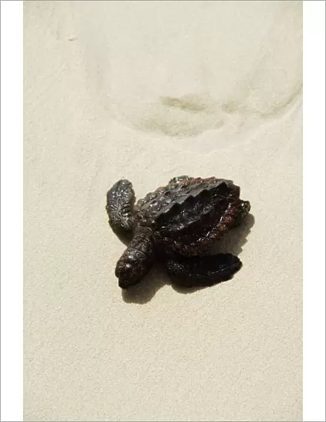 Baby turtle on beach, Santa Maria, Sal (Salt), Cape Verde Islands, Africa