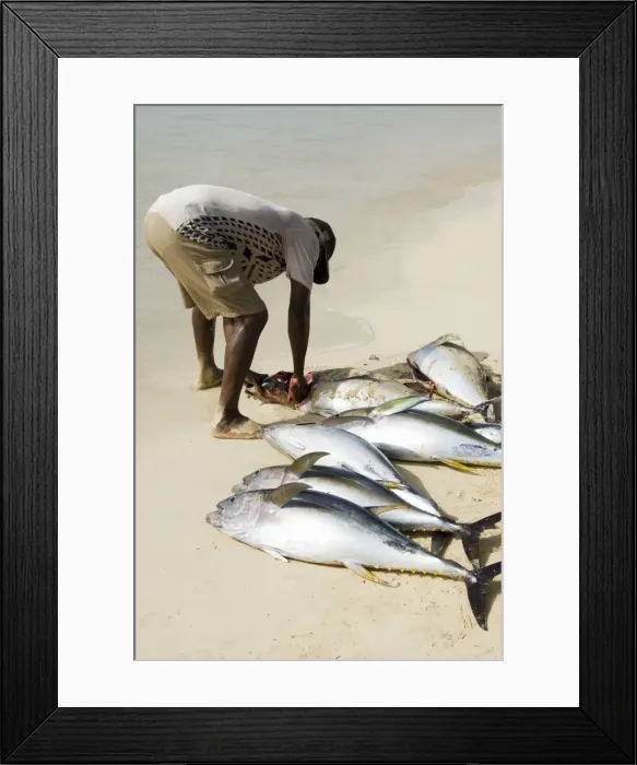 Framed Print : Fisherman gutting catch on beach at Santa Maria on the island of Sal (Salt) Framed Print : Fisherman gutting catch on beach at Santa Maria on the island of Sal (Salt)