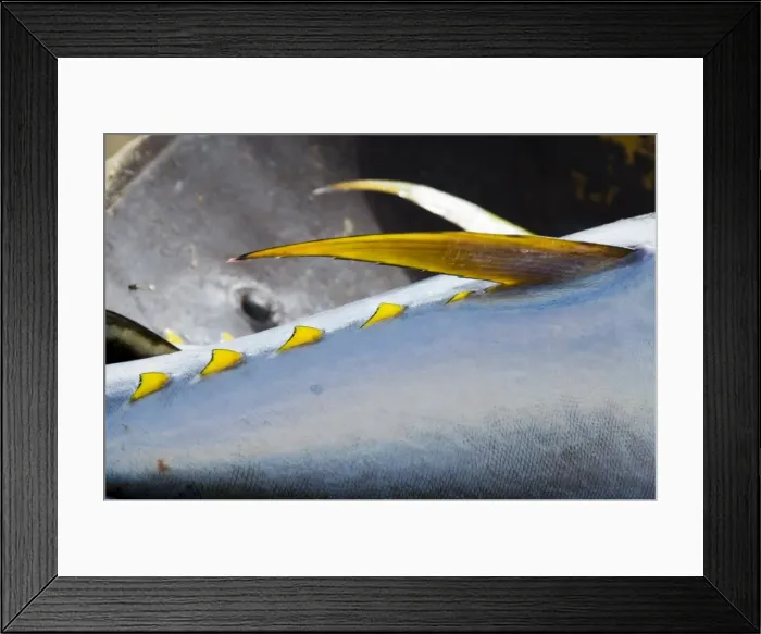Framed Print : Yellow fin tuna on beach at Santa Maria on the island of Sal (Salt), Cape Verde Islands Framed Print : Yellow fin tuna on beach at Santa Maria on the island of Sal (Salt), Cape Verde Islands