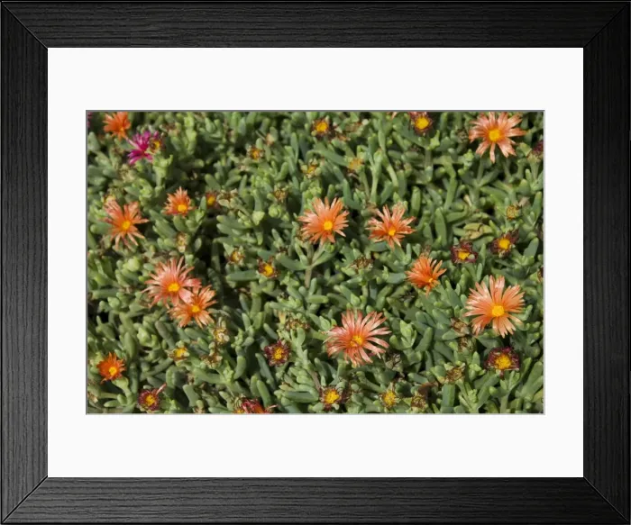 Framed Print : Ground cover, Santa Maria, Sal (Salt), Cape Verde Islands, Africa Framed Print : Ground cover, Santa Maria, Sal (Salt), Cape Verde Islands, Africa
