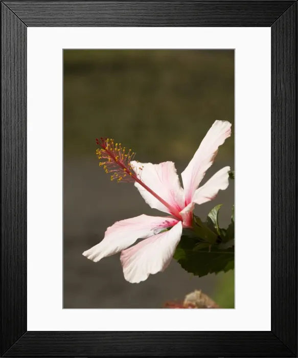 Framed Print : Vegetation in the volcanic caldera, Fogo (Fire), Cape Verde Islands, Africa Framed Print : Vegetation in the volcanic caldera, Fogo (Fire), Cape Verde Islands, Africa