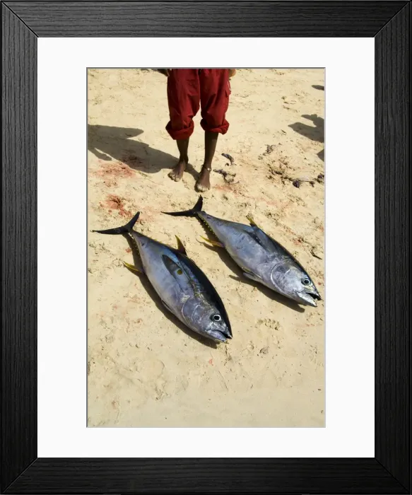 Framed Print : Fisherman binging catch onto beach at Santa Maria on the island of Sal (Salt) Framed Print : Fisherman binging catch onto beach at Santa Maria on the island of Sal (Salt)