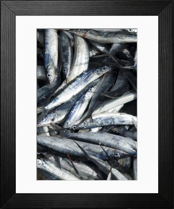 Framed Print : Fresh fish just caught, Tarrafal, Santiago, Cape Verde Islands, Africa Framed Print : Fresh fish just caught, Tarrafal, Santiago, Cape Verde Islands, Africa