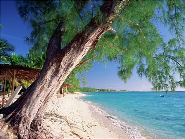 Leaning tree above calm turquoise sea, Seven Mile Beach, Grand Cayman, Cayman Islands