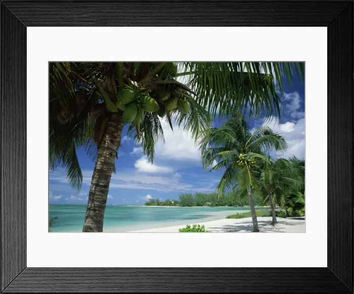Framed Print : Palms on shore, Cayman Kai near Rum point, Grand Cayman, Cayman Islands, West Indies Framed Print : Palms on shore, Cayman Kai near Rum point, Grand Cayman, Cayman Islands, West Indies
