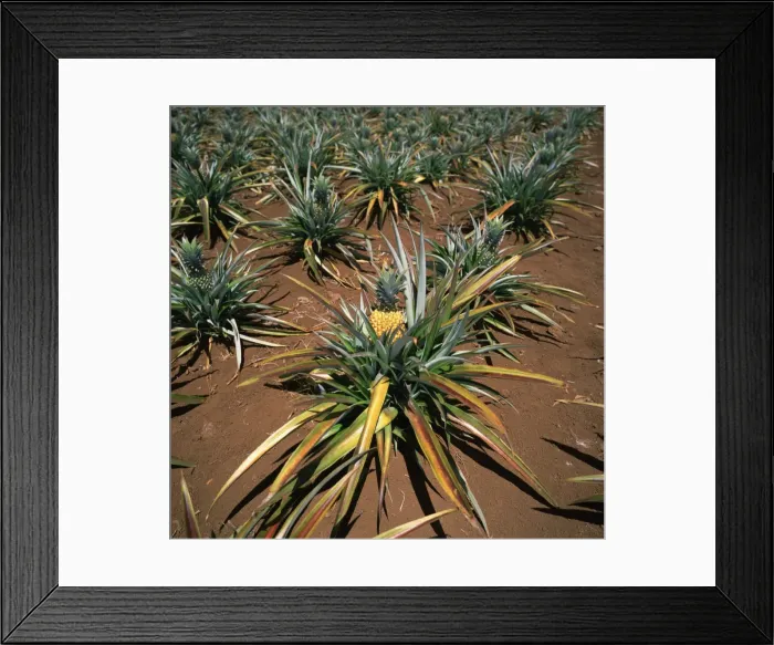 Framed Print : Pineapple crop, Easter Island (Rapa Nui), Chile, South America Framed Print : Pineapple crop, Easter Island (Rapa Nui), Chile, South America