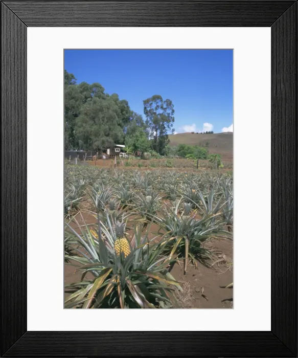 Framed Print : Pineapple farm, Easter Island, Chile, Pacific Framed Print : Pineapple farm, Easter Island, Chile, Pacific
