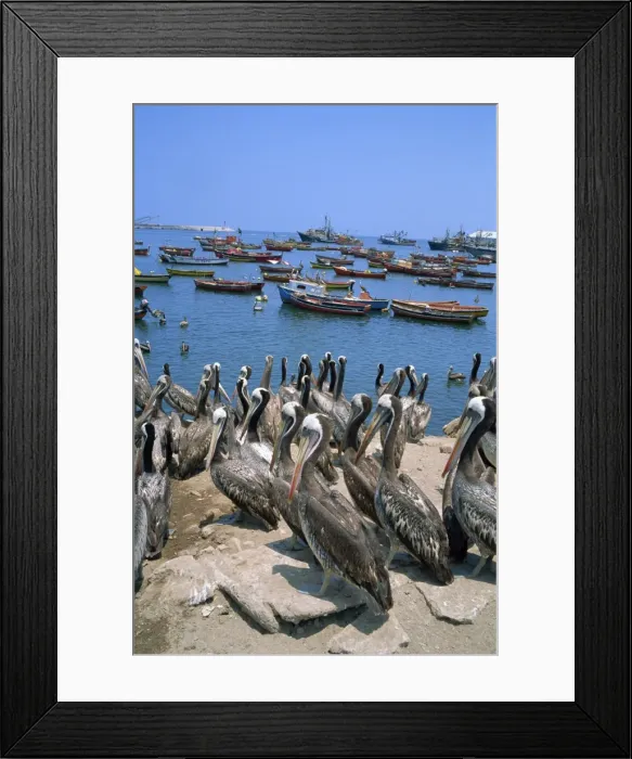 Framed Print : Pelicans by the harbour, Arica, Chile, South America Framed Print : Pelicans by the harbour, Arica, Chile, South America