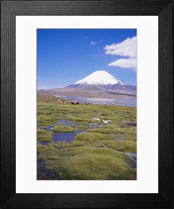 Framed Print : Chile, Andes, Lauca National Park, Lake Chungara And Volcan Parinacota Framed Print : Chile, Andes, Lauca National Park, Lake Chungara And Volcan Parinacota
