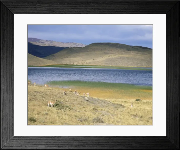 Framed Print : Lake and llamas, Torres del Paine National Park, Patagonia, Chile, South America Framed Print : Lake and llamas, Torres del Paine National Park, Patagonia, Chile, South America
