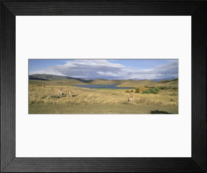 Framed Print : Lakes and llamas, Torres del Paine National Park, Patagonia, Chile, South America Framed Print : Lakes and llamas, Torres del Paine National Park, Patagonia, Chile, South America