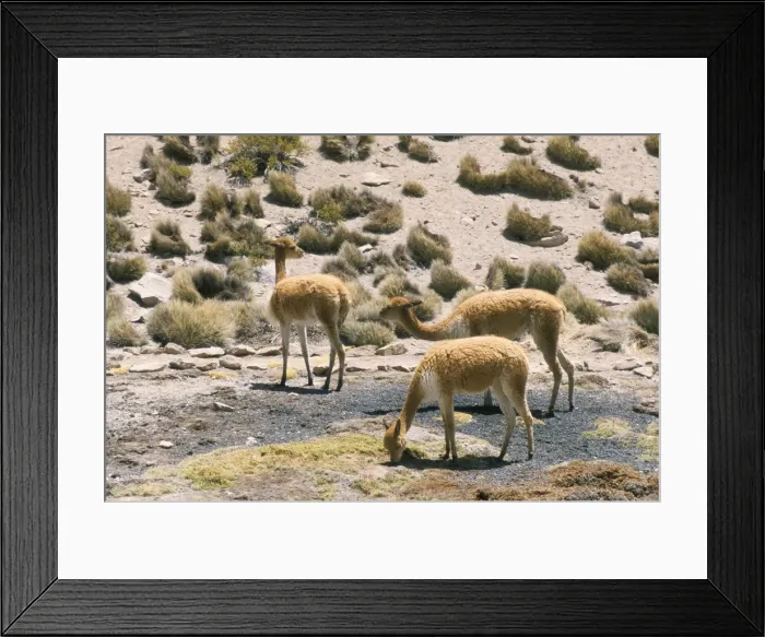 Framed Print : Vicunas grazing on moss at spring, Parque Nacional de Lauca, Chile, South America Framed Print : Vicunas grazing on moss at spring, Parque Nacional de Lauca, Chile, South America